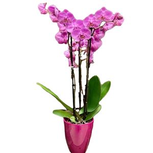 Orquídea tres varas Orquídea tres varas